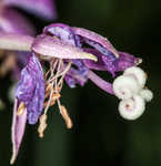 Fireweed